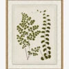 Botanical Pressings III