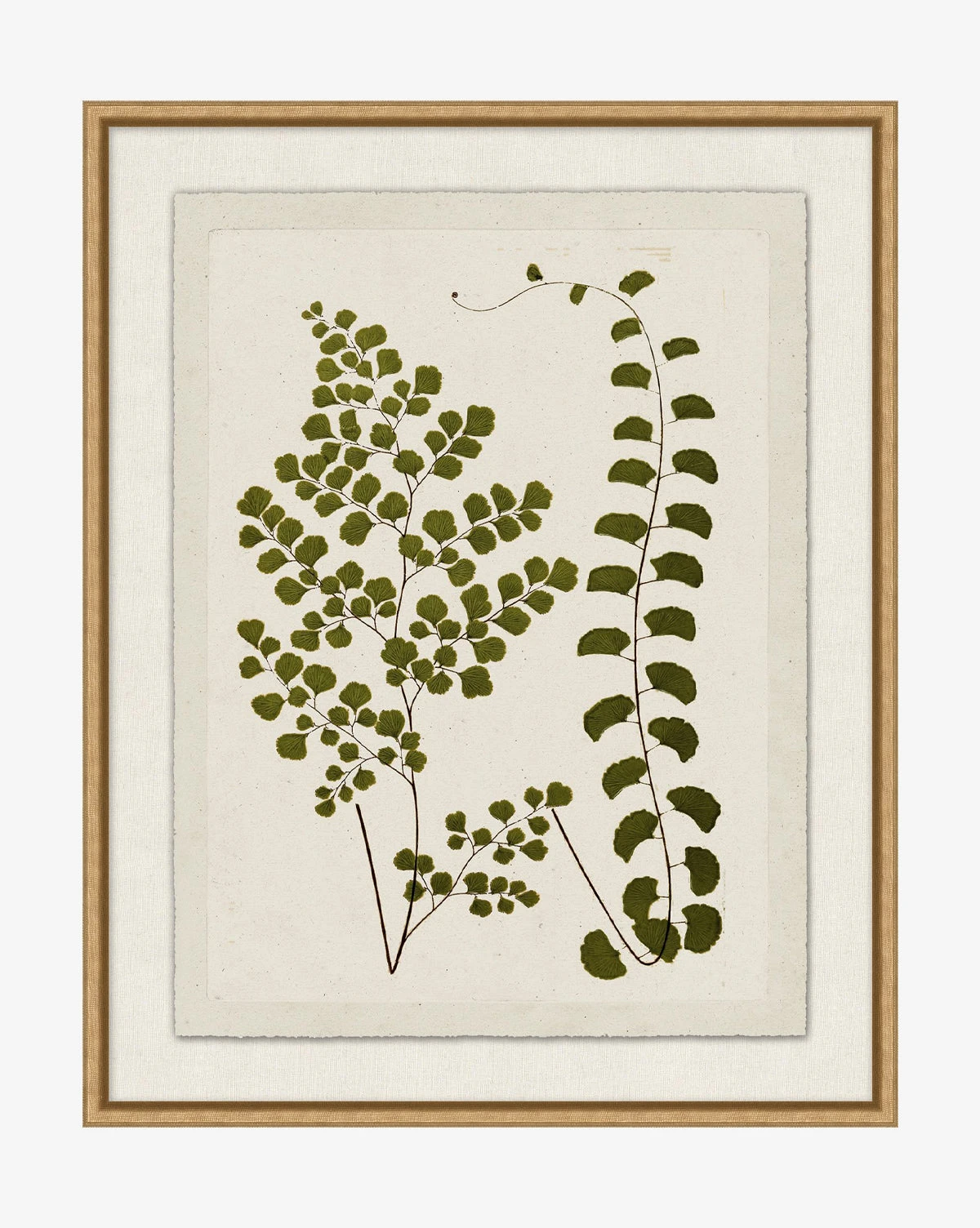 Botanical Pressings III