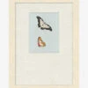 Butterflies Study II