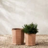Dempsey Terracotta Pot