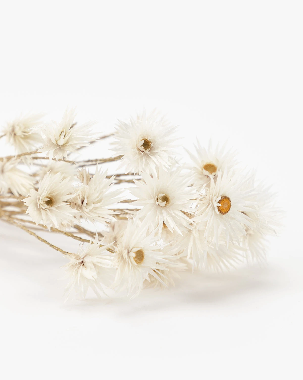 Dried Daisy Flowers - Image 3