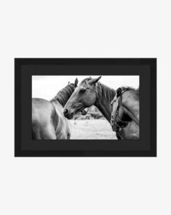 Photograph Of Horses By Stokley Berg