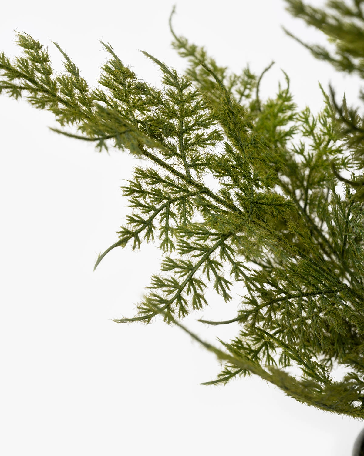 Plumosa Fern Drop-In - Image 3