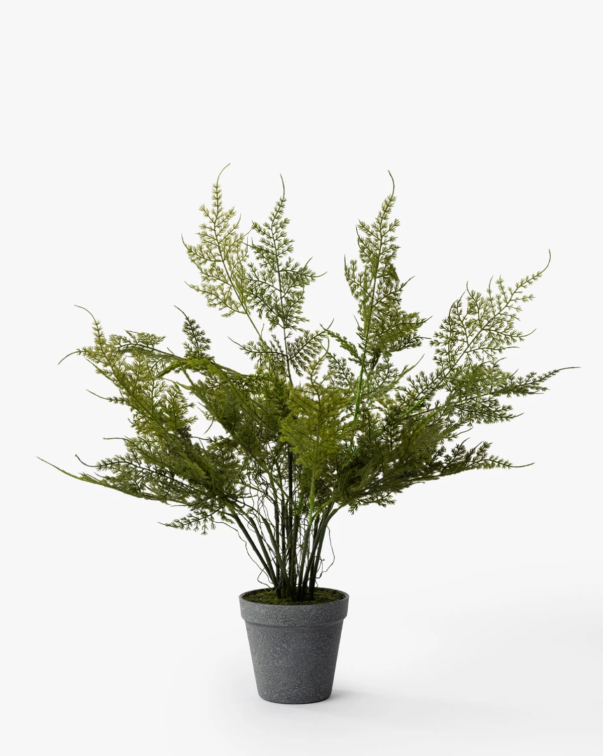 Plumosa Fern Drop-In - Image 5